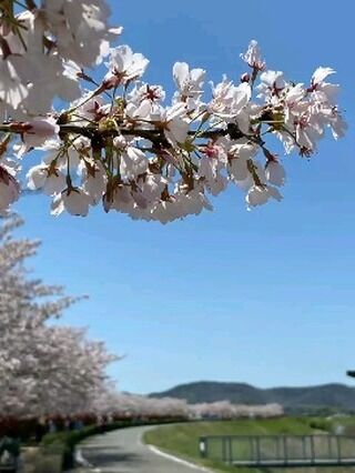 兵庫県小野市観光名所のご紹介
神戸マツダ小野店です
いつもご覧いただき有難うございます

桜の開花が話題になるこの時期、当店から徒歩でも行ける所に桜🌸の名所があります
西日本最大級の桜回廊
🌸おの桜つづみ回廊🌸
約4km・650本の桜並木
まだツボミの頃から観測し、4月10日には満開🌸です。
田んぼに水が張られ水面に桜が映りこむ
🌸逆さ桜🌸が映えスポットですが撮影時は風があり上手く写真が撮れませんでした。
今週末はまだまだ見頃と思われます
夜にはライトアップも実施されます
皆様も是非小野市へ来て頂きまして春の暖かな日和の中、ゆっくりと桜をご覧になられたは如何ですか

場所は兵庫県小野市住永町の一級河川の加古川沿いです。

#マツダ #神戸マツダ #神戸マツダ小野店
#小野市マツダ #桜 #さくら #サクラ
#夜桜 #おの桜づつみ回廊 
#桜回廊 #桜満開 #満開
#桜ライトアップ #逆さ桜
#桜名所 #桜めぐり
#マツダ車のある風景
#マツダ好きと繋がりたい
#マツダ車のある生活